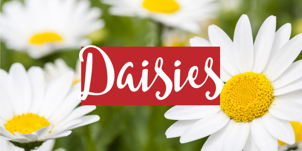 Close up image of daisy flowers with a text overlay that reads "daisies"