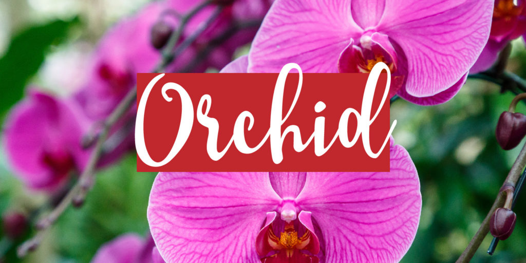 Closeup image of pink orchid blooms with a text overlay that reads 'orchid'