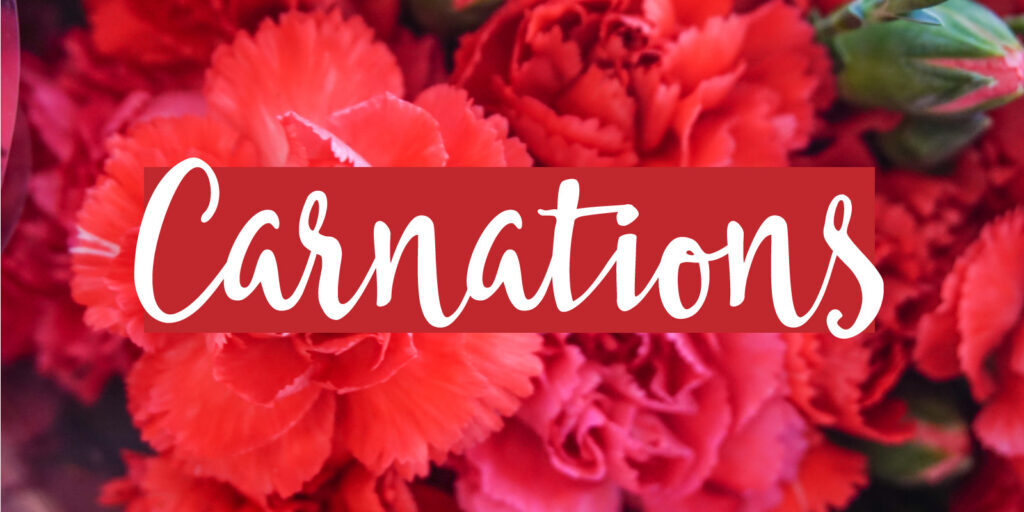 Closeup of red carnations in a bouquet with a text overlay that reads "carnations"