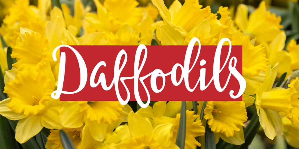 Closeup image of a daffodil bouquet with a text overlay that reads "daffodils"