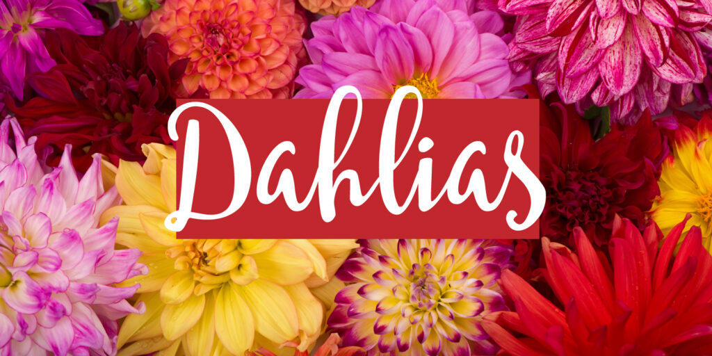 Closeup image of dahlia blooms with a text overlay that reads "dahlias"