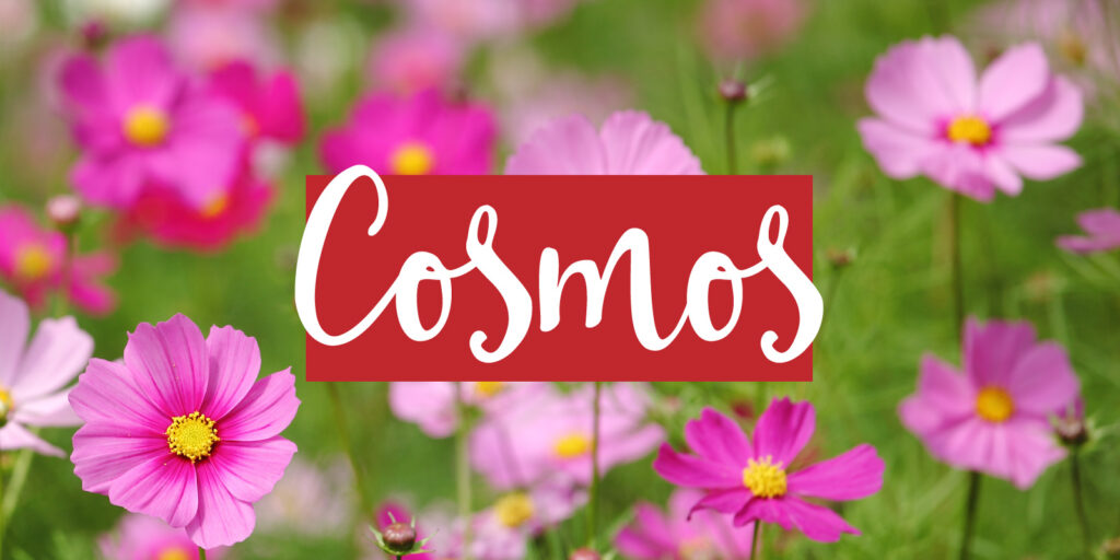Image of a field of pink cosmos with a text overlay that reads "cosmos"
