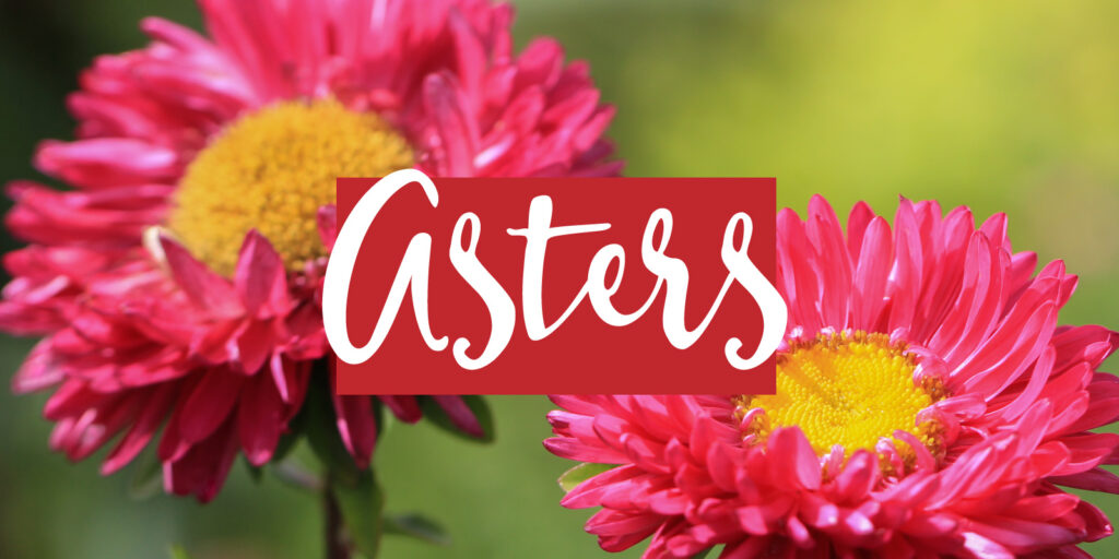 Featured image for the 20th anniversary flower gift theme of aster, a close-up of pink aster blooms with a text overlay that reads "asters"