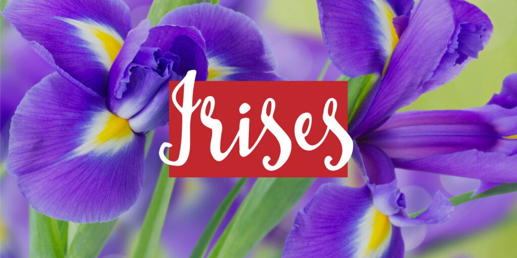 A close-up of purple iris blooms with a text overlay that reads "irises"