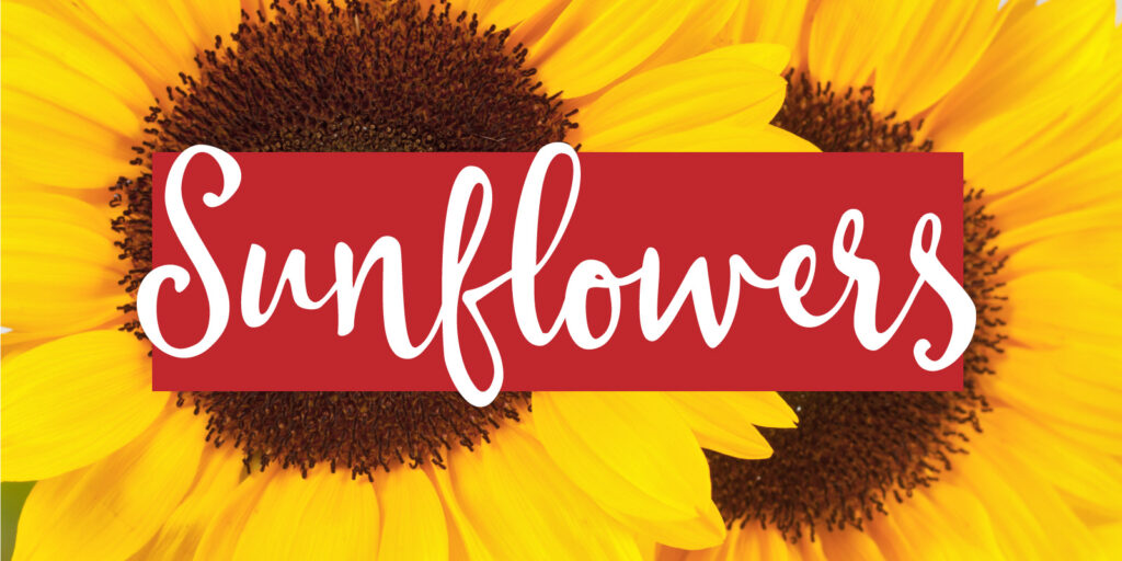Close up image of two sunflowers with text overlay that reads "sunflowers"