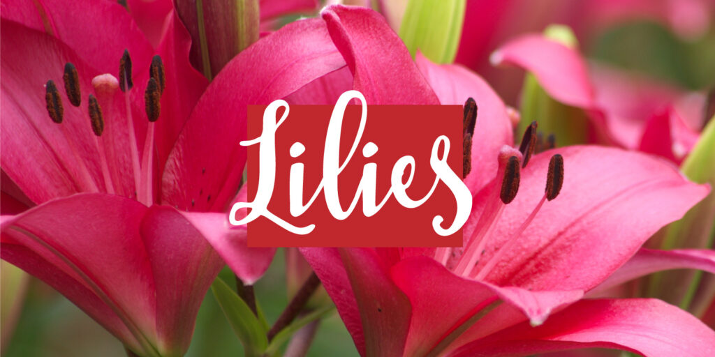 A closeup image of pink lily blooms with a text overlay that reads "lilies"