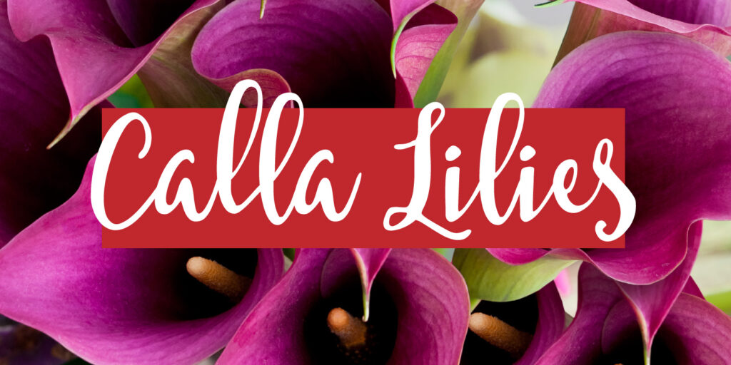 Image of a bouquet of calla lilies with a text overlay that reads "calla lilies"