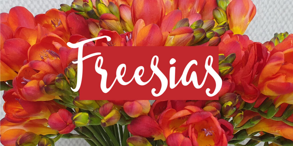 Closeup of a flower bouquet with a text overlay that reads "freesias" 