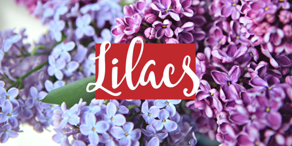 Closeup image of lilac cuttings with a text overlay that reads "lilacs"